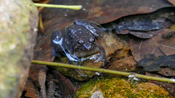 Giant jungle toad in creek. — Stock Video