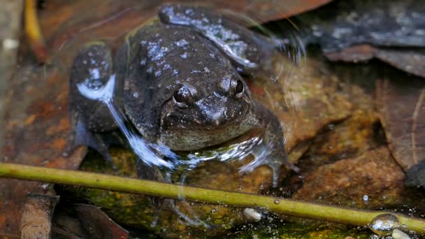 Giant jungle toad in creek. — Stock Video