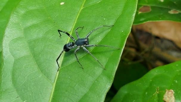 熱帯雨林の葉に ant スパイダー. — ストック動画