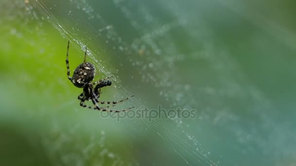 Spinne im Netz nach dem Regen. — Stockvideo