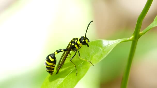 Paper wasp on leaf. — Stock Video