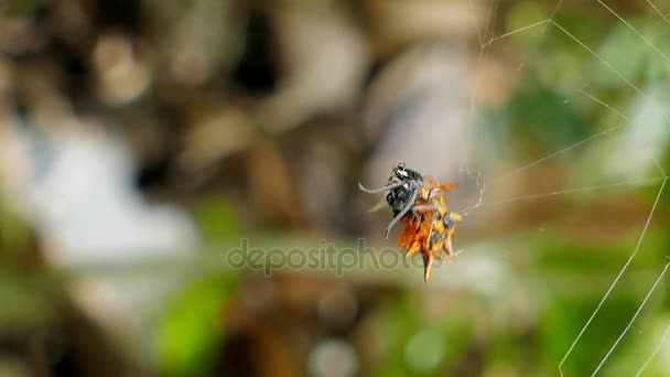 Spider sta catturando formica sul web . — Video Stock