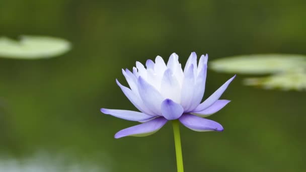 Purple lotus. — Stockvideo