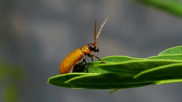 Red melon beetle on leaves. — Stock Video