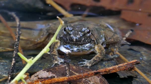 Crapaud géant de la jungle dans le ruisseau .