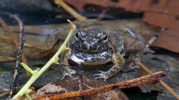 Giant jungle toad in creek. — Stock Video