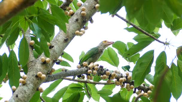 Pássaro de barbet comendo frutas na árvore . — Vídeo de Stock