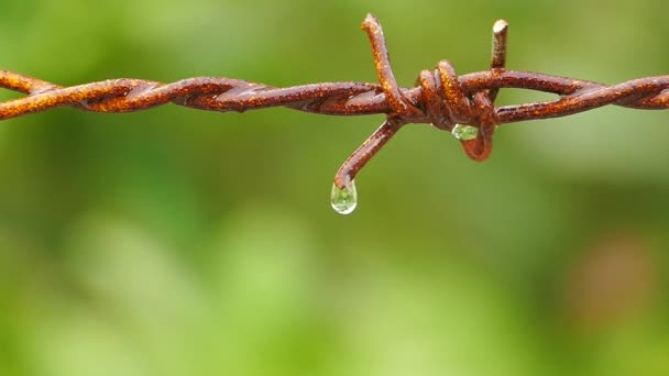 Nahaufnahme von Wassertropfen aus altem Draht. — Stockvideo