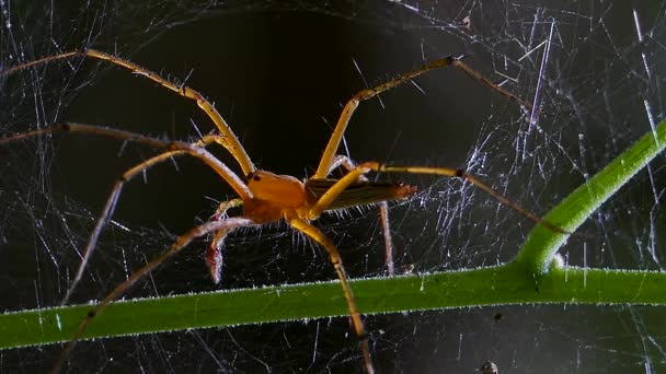 Araignée dans la toile d'araignée. — Video
