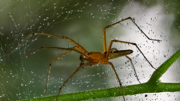 Araña en tela de araña . — Vídeos de Stock