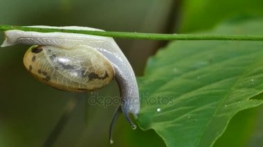 Salyangoz gezinme dalı.