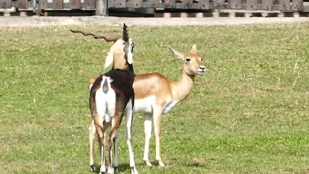 Macareux (Antilope cervicapra ) 