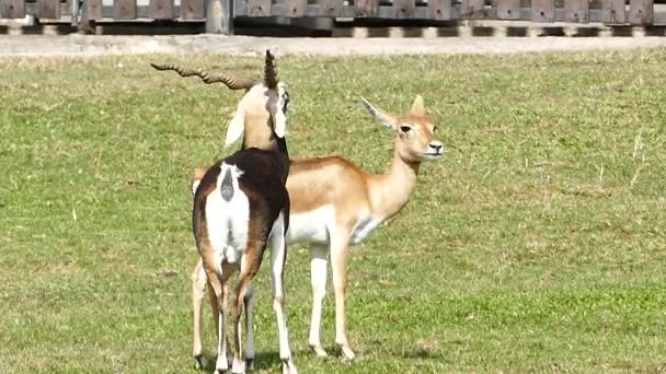 Pato negro (Antilope cervicapra ) — Vídeos de Stock