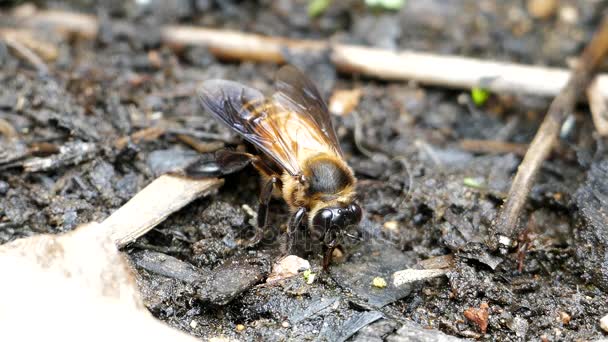 Abeja mineral de alimentación en el suelo — Vídeos de Stock