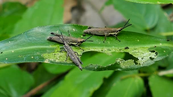Grasshopper bite and eating leaf. — Stock Video