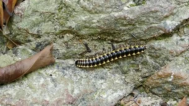 Tausendfüßer im tropischen Regenwald. — Stockvideo