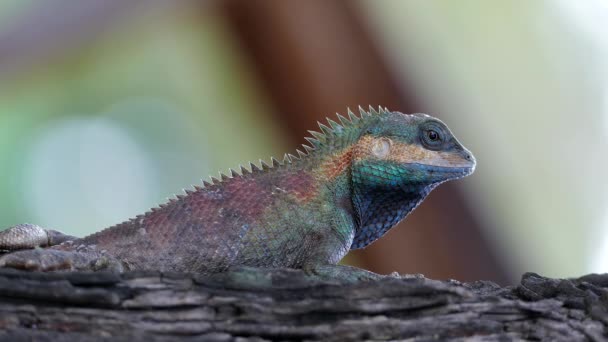Lézard changer la couleur de la peau .