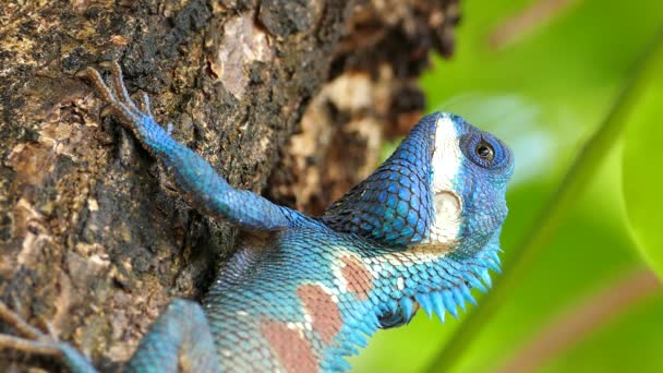 Lagarto en la naturaleza . — Vídeo de stock