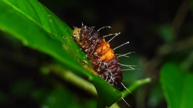 Ortak çanta güve tropikal yağmur ormanlarında.