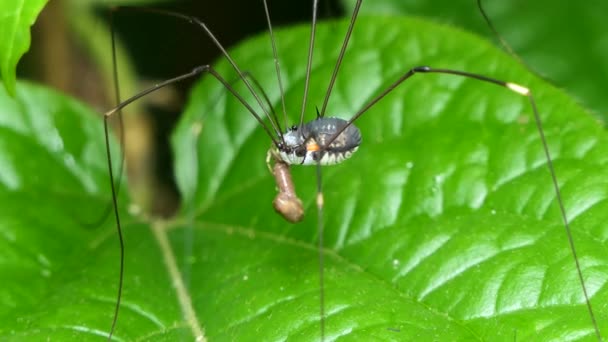 Cosechadores comiendo larvas de insectos . — Vídeos de Stock