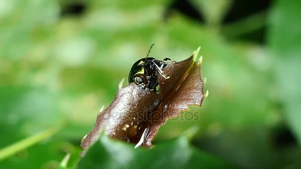 Lady bug in tropisch regenwoud. — Stockvideo