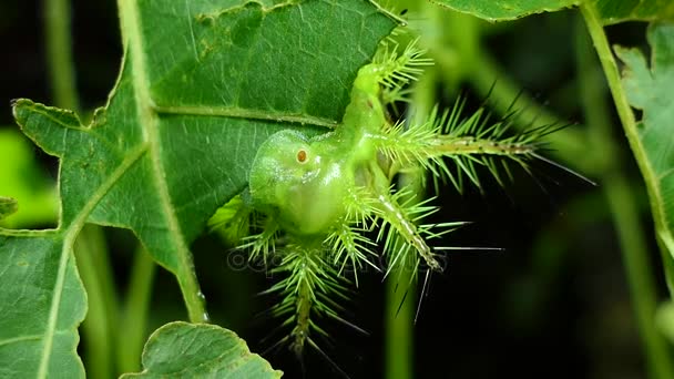 キャタピラー (ヒロヘリアオイラガ) 熱帯雨林の葉をかむ. — ストック動画