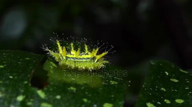 Caterpillar tropikal yağmur ormanlarında.