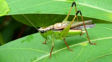 Tropikal yağmur ormanlarında çekirge.