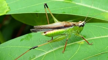 Tropikal yağmur ormanlarında çekirge.