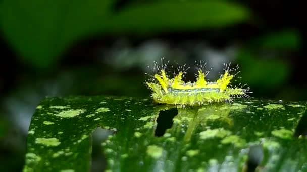 Caterpillar in tropisch regenwoud. — Stockvideo