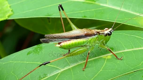Grasshopper in tropical rain forest. — Stock Video
