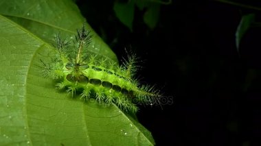 Caterpillar tropikal yağmur ormanlarında.