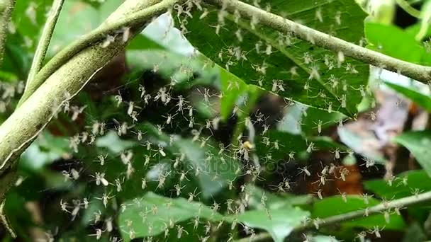 Mosquitos en la selva tropical . — Vídeo de stock