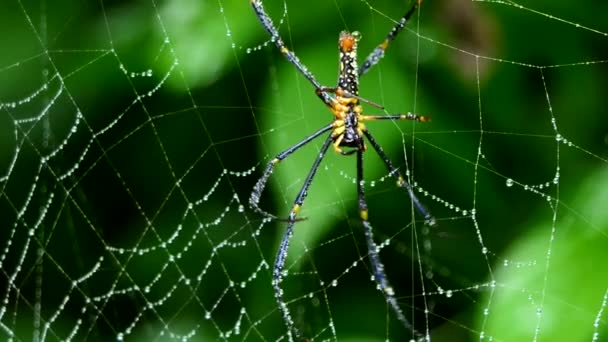 Spider on web in tropical rain forest. — Stock Video