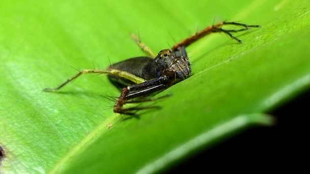 Araignée dans la forêt tropicale humide . — Video