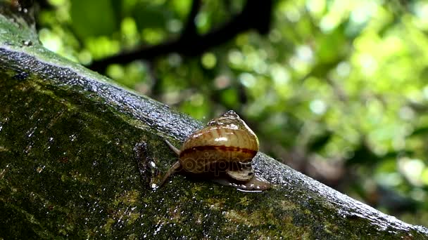 Snail on branch in tropical rain forest. — Stock Video