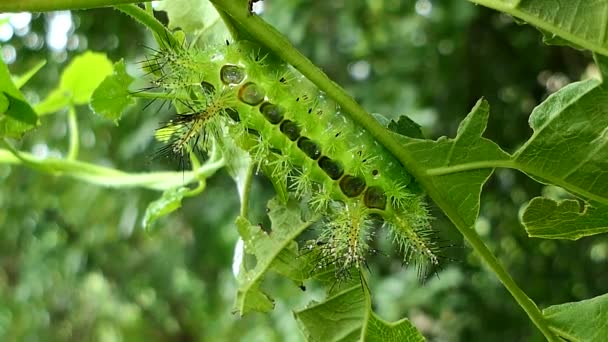 Caterpillar in tropical rain forest. — Stock Video