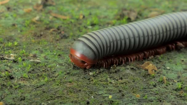 Gray millipede in tropical rain forest. — Stock Video