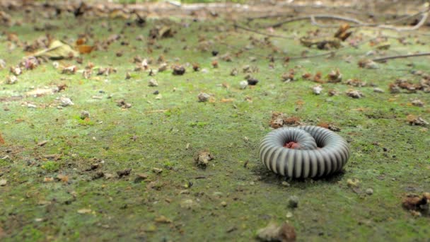 Millipede dans la forêt tropicale humide . — Video