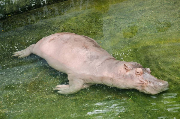 Бегемот спит в пруду . — стоковое фото