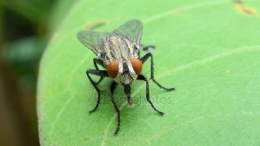 Tropikal yağmur ormanlarında yaprak üzerinde uçmak.