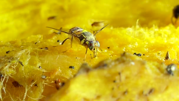 Mosca de fruta oriental . — Vídeo de Stock