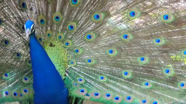 Peacock in tropical rain forest. — Stock Video