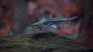 Yanardöner Mystus balık sualtı Yüzme.