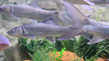 Devamını çamur sualtı Yüzme Carp.