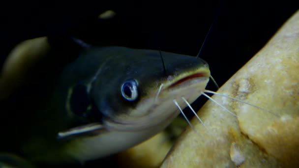 Aziatische Redtail Catfish op onderwater. — Stockvideo