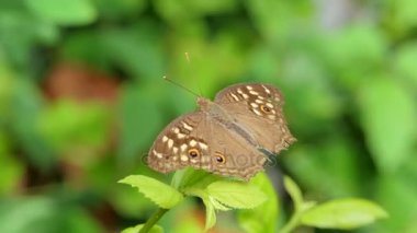 Tropikal yağmur ormanlarında yapraklarda kelebek.