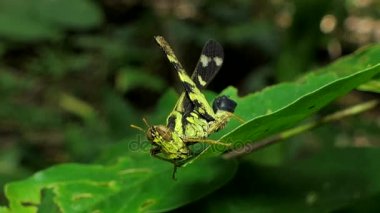 Yaprağın üzerinde çekirge.
