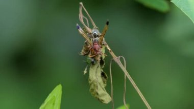 Hornet yeme böcek üzerinde şube.