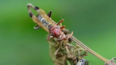 Hornet yeme böcek üzerinde şube.